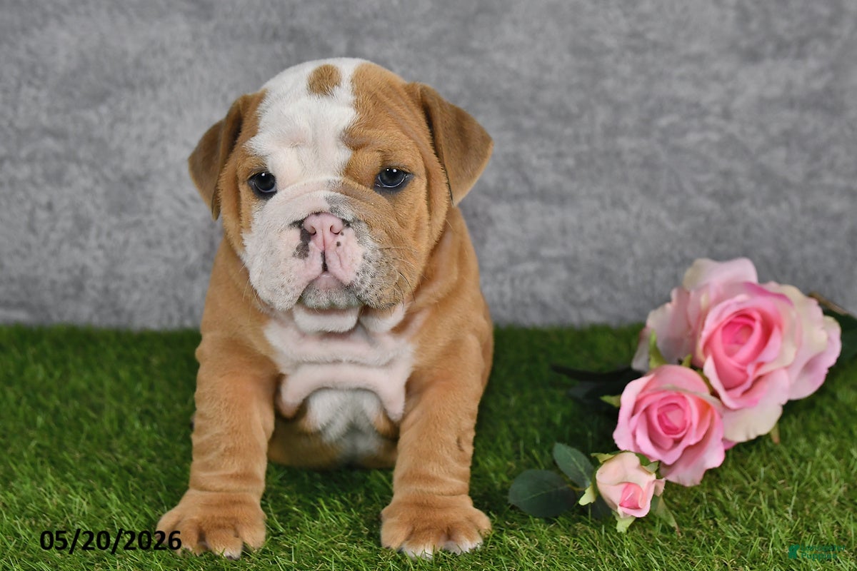 English Bulldog dogs Jimbo - Ad 1