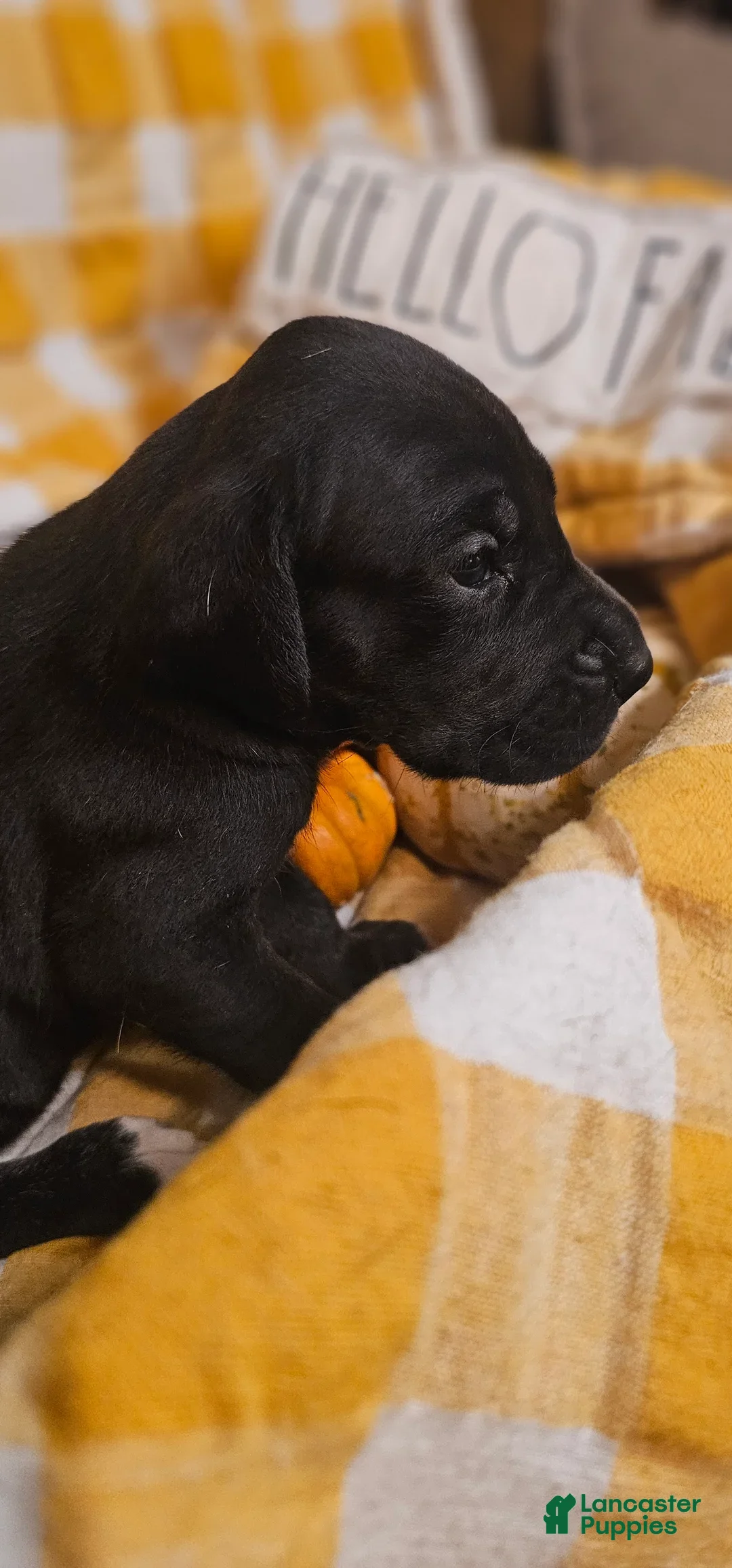 Great Dane dogs for sale: Espresso - Ad 6