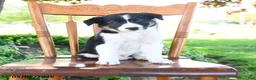 Border Collie dogs for sale: Logan - Ad 2