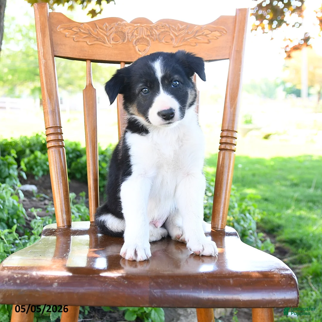 Border Collie dogs for sale: Logan - Ad 2