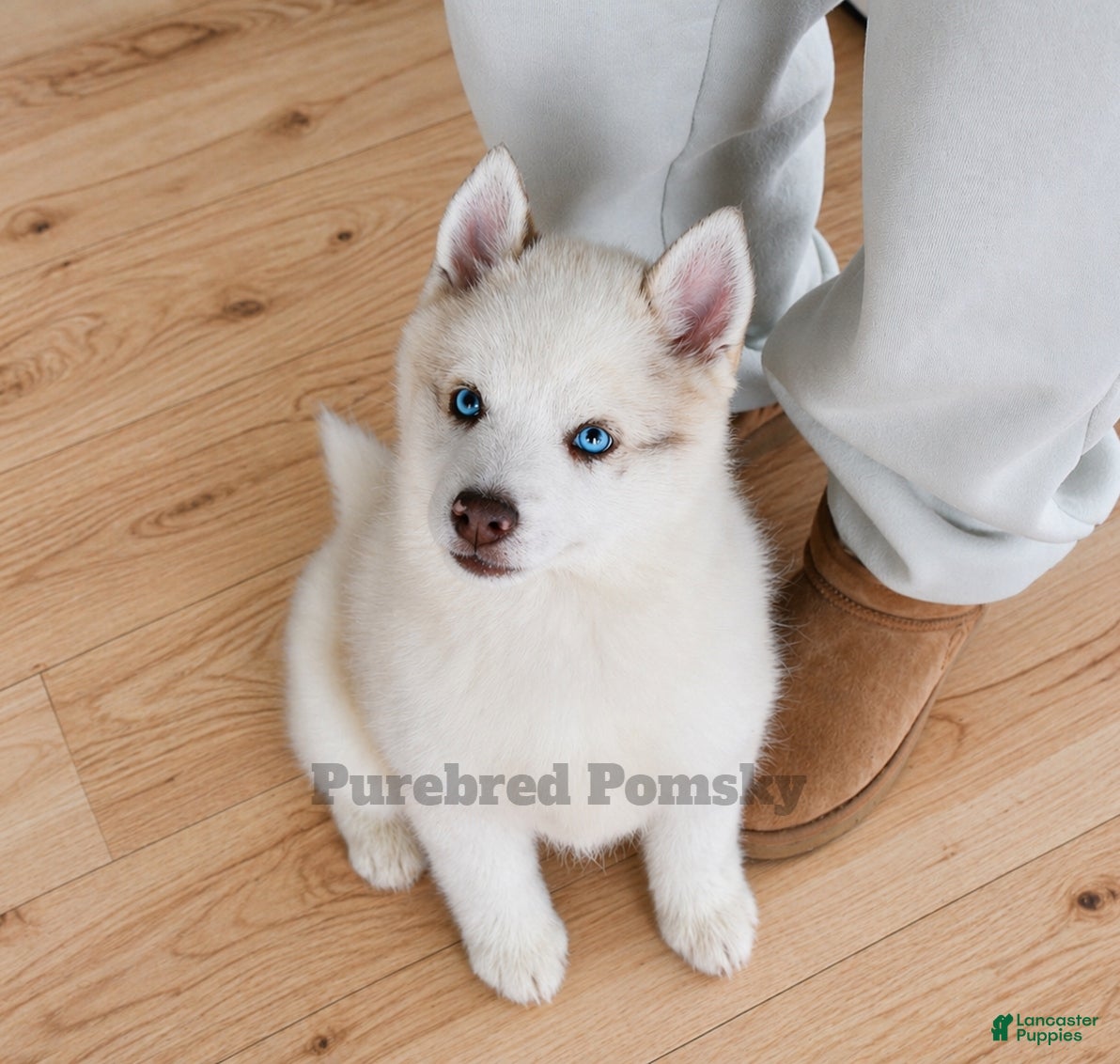 Pomsky dogs Teddy Tiny Pomsky - Ad 4