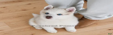 Teddy Tiny Pomsky