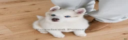 Pomsky dogs for sale: Teddy Tiny Pomsky - Ad 1