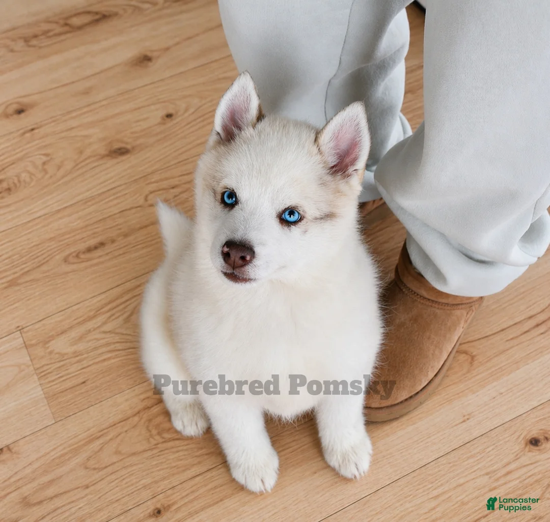 Pomsky dogs for sale: Teddy Tiny Pomsky - Ad 1