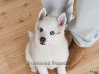 Pomsky dogs Teddy Tiny Pomsky - Ad 4