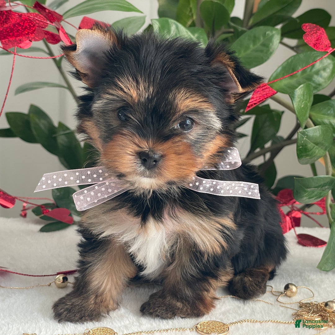 Yorkshire Terrier dogs for sale: Paisley - Ad 12