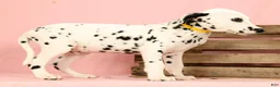 Dalmatian dogs for sale: Robo - Ad 8