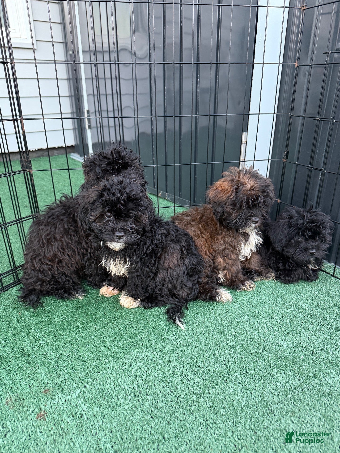 Shihpoo dogs Benny - Ad 2
