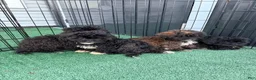 Shihpoo dogs for sale: Benny - Ad 2