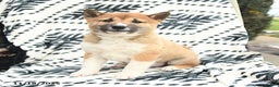 Shiba Inu dogs for sale: Nick  - Ad 1