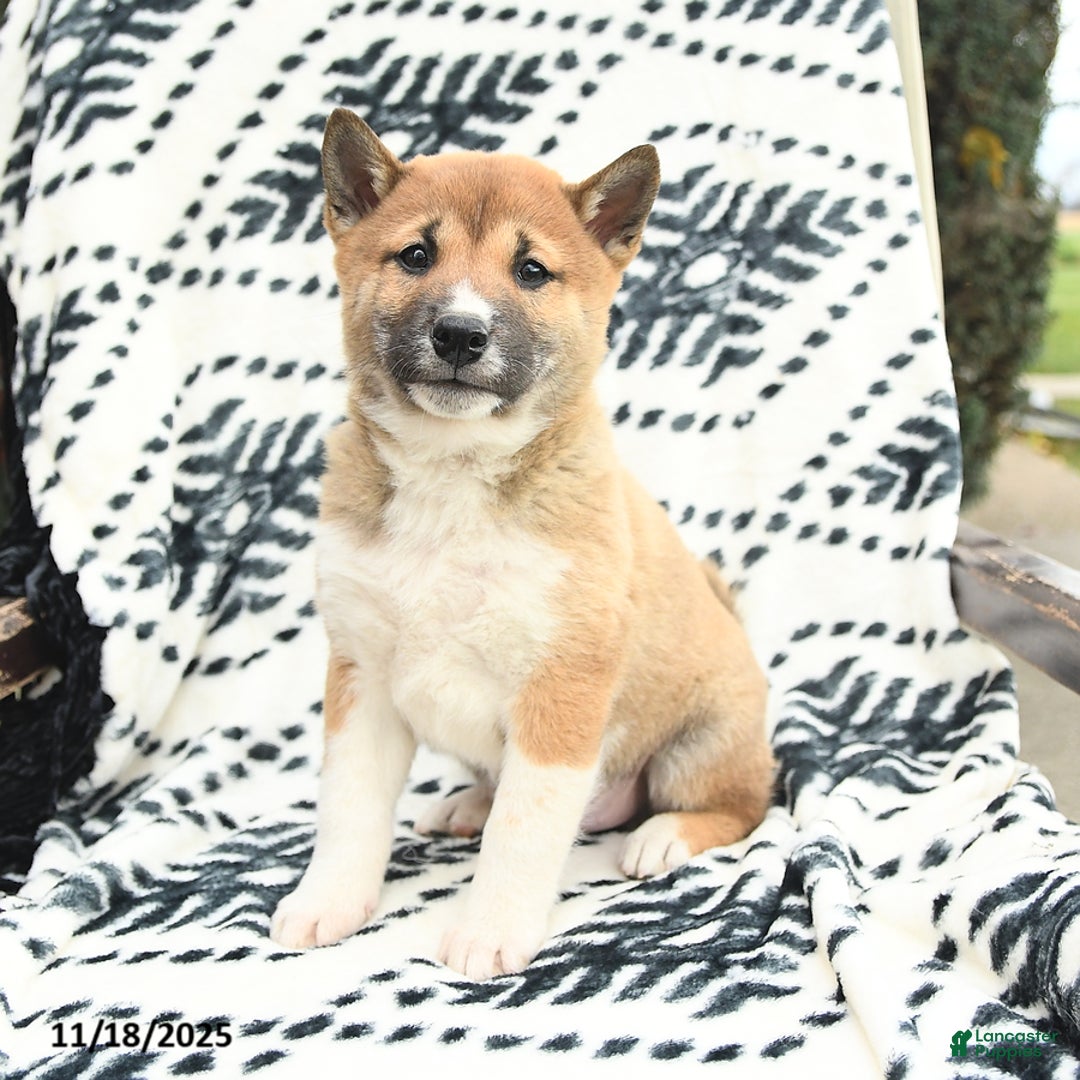 Shiba Inu dogs for sale: Nick  - Ad 1