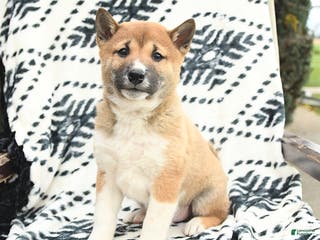 Shiba Inu dogs Nick - Ad 13