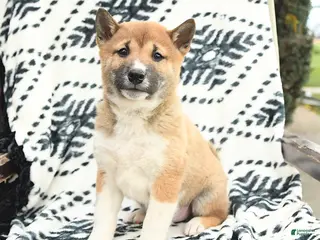 Shiba Inu dogs Nick - Ad 9