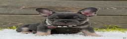 French Bulldog dogs for sale: Missy - Ad 7