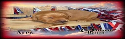 Golden Retriever dogs for sale: Ares~Red Collar - Ad 4