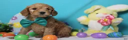 Goldendoodle dogs for sale: Crush  - Ad 5