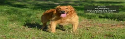 Golden Retriever dogs for sale: Stacy - Ad 4