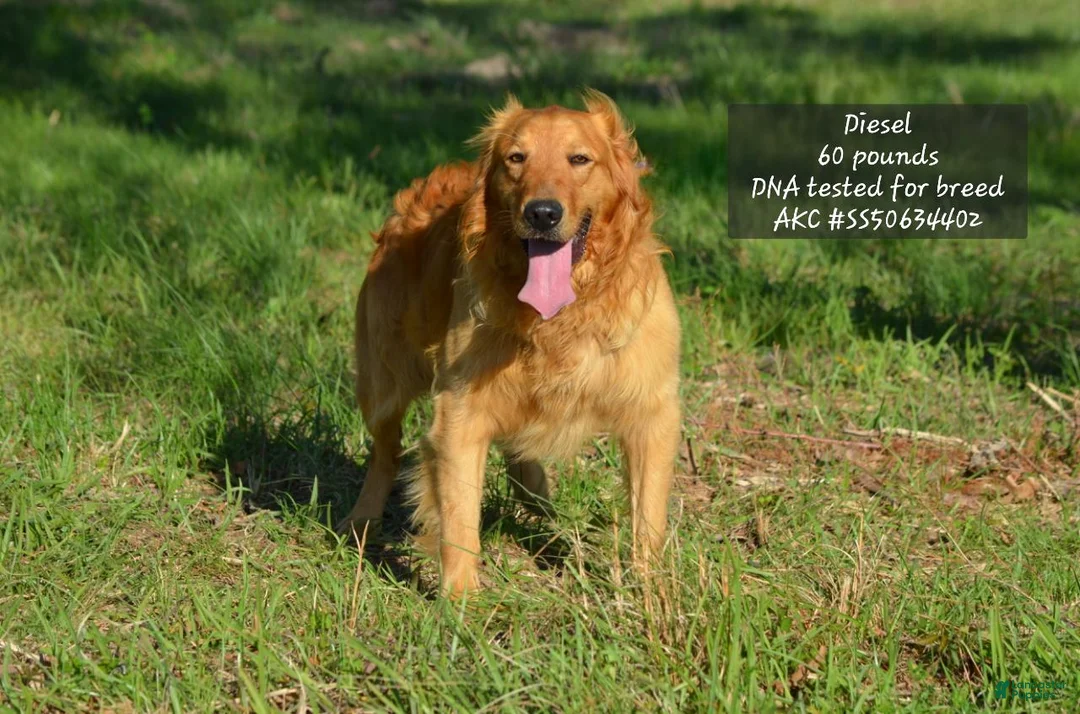 Golden Retriever dogs for sale: Stacy - Ad 4