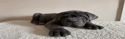 Cane Corso dogs for sale: Thor - Ad 9