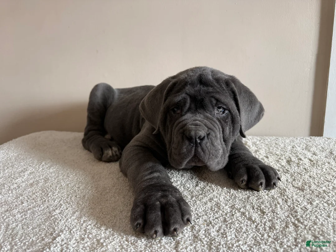 Cane Corso dogs for sale: Thor - Ad 9