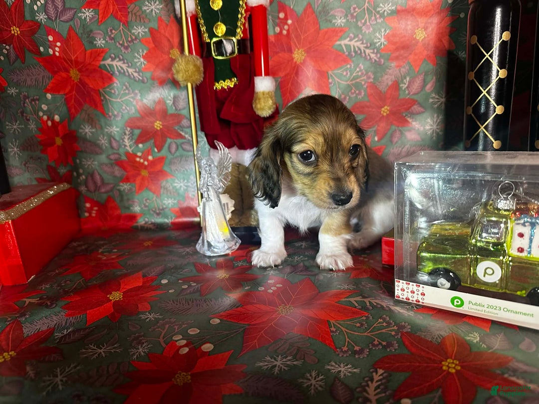 Dachshund dogs for sale: Mickey - Ad 7