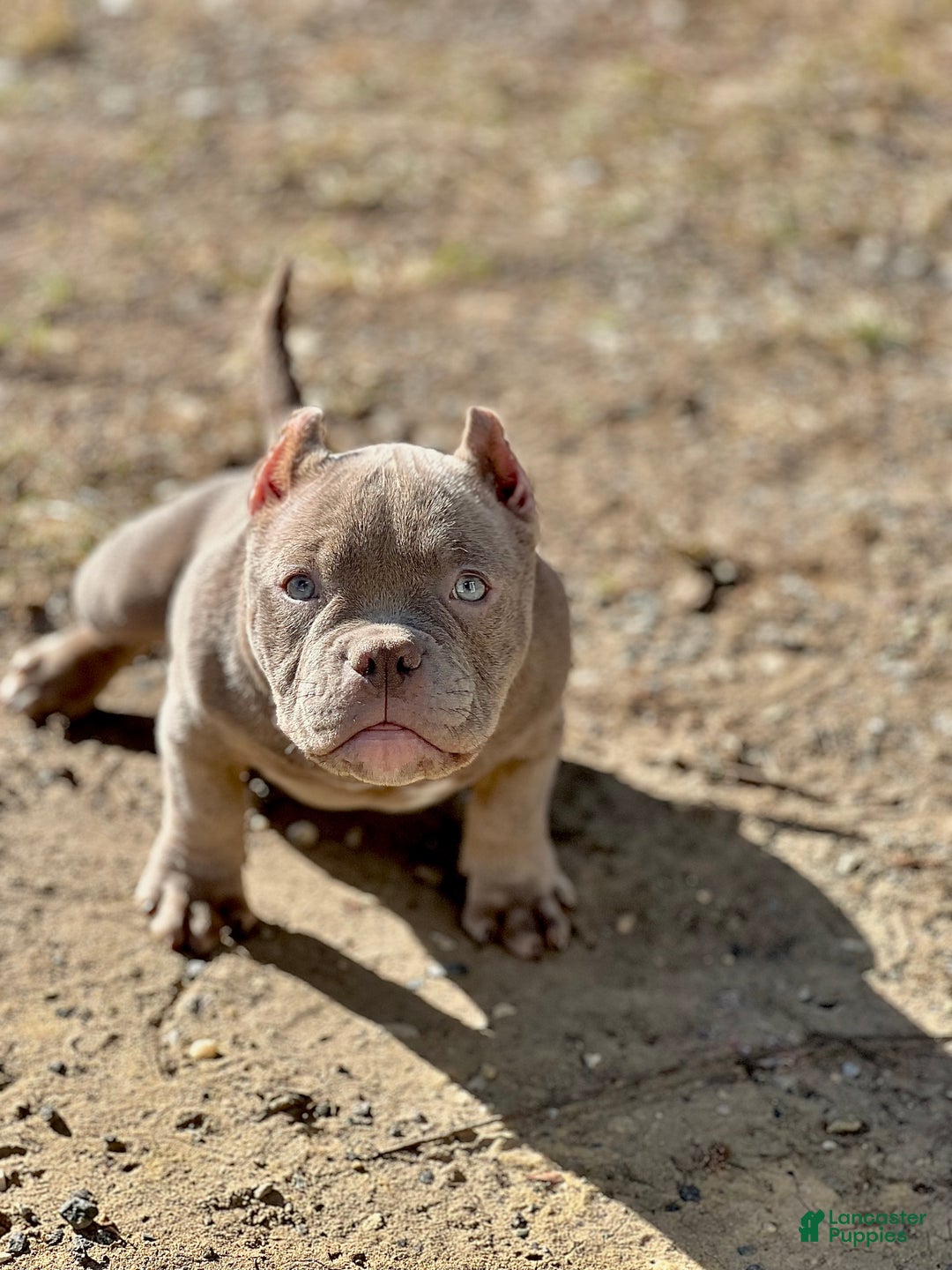 American Bully dogs for sale: American Bully Puppy 1 - Ad 1