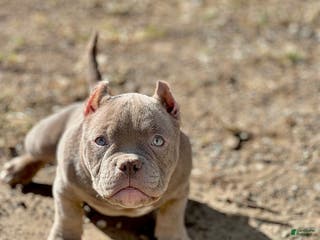 American Bully dogs American Bully Puppy 1 - Ad 24