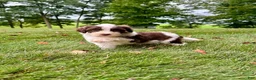 Portuguese Water Dog dogs for sale: Zeke - Ad 4