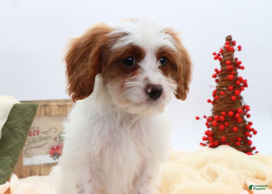 Cavapoo dogs for sale: Finn - Ad 9