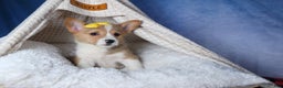Welsh Corgi Pembroke dogs for sale: Monty - Ad 21