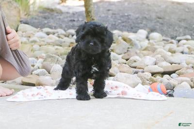 Cavapoo dogs Sophie - Ad 2