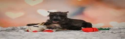 Miniature Schnauzer dogs for sale: Rose - Ad 5