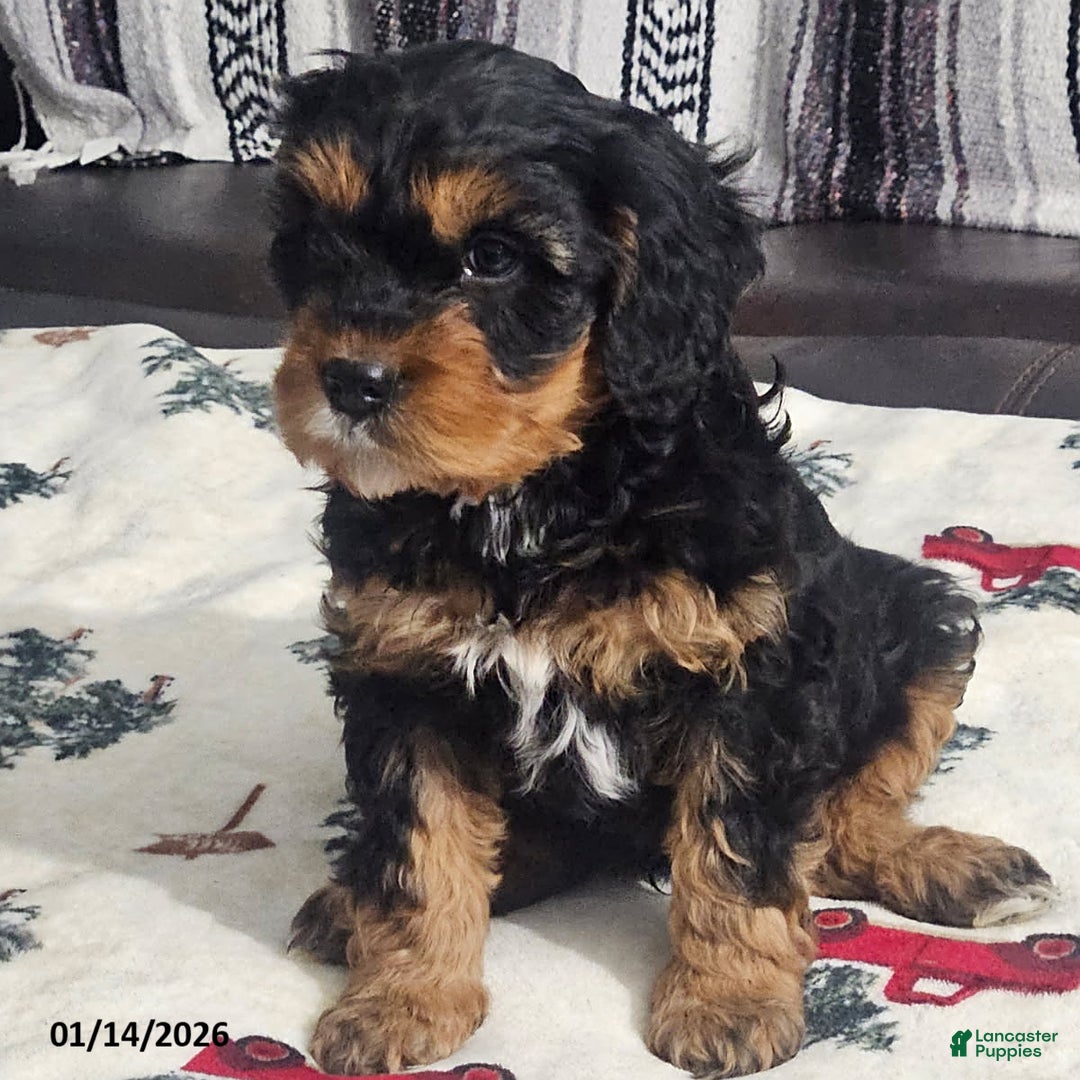 Cavapoo dogs for sale: Bear - Ad 3