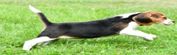 Beagle dogs for sale: Piper - Ad 6