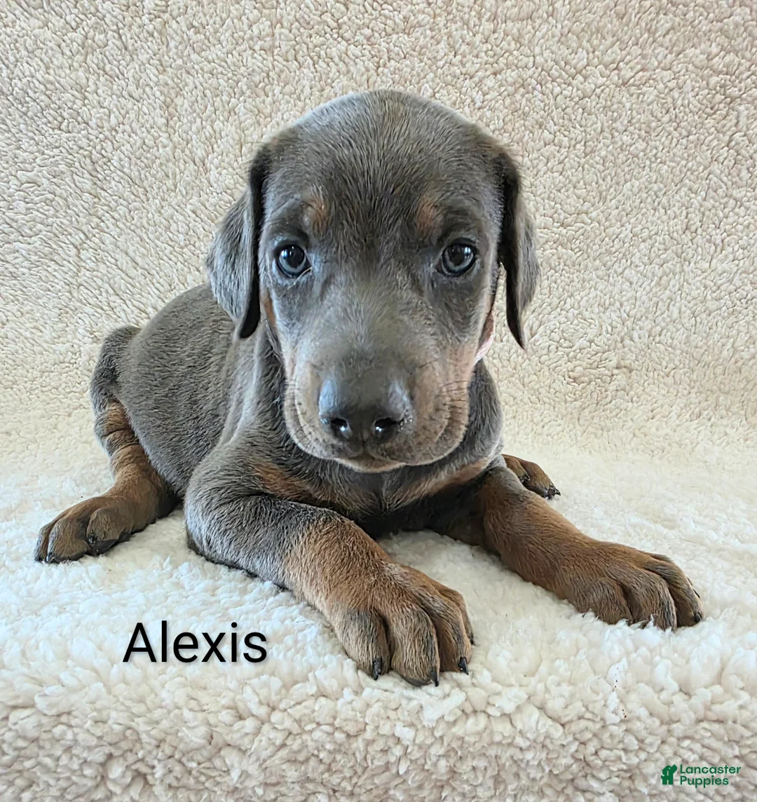 Doberman Pinscher dogs for sale: Doberman Pinscher Puppy 4 - Ad 2