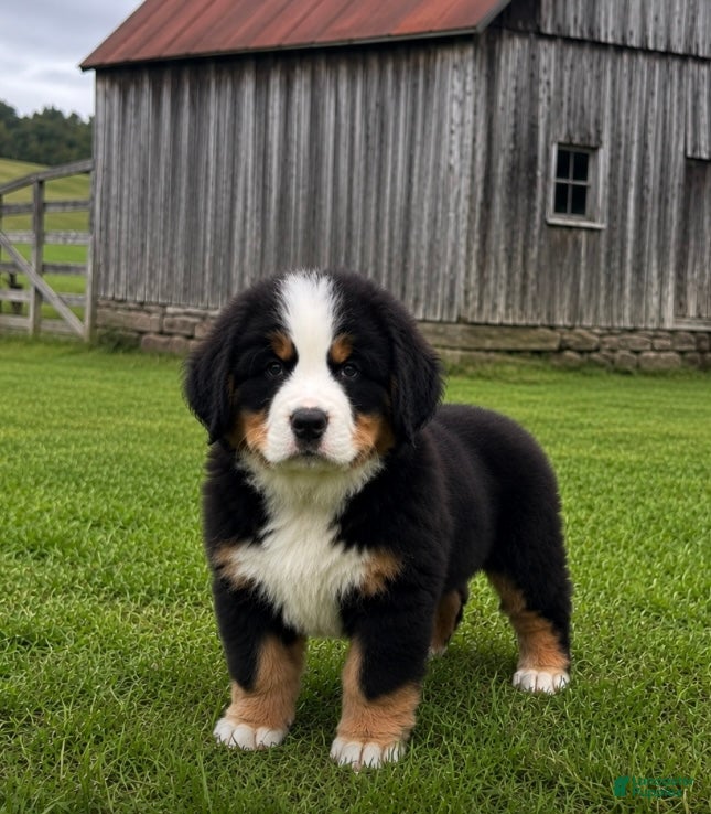 Bernese Mountain Dog dogs for sale: LArs🐾❤️Akc Hip Cert🐾❤️ - Ad 1