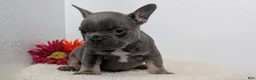 French Bulldog dogs for sale: Teddy - Ad 7