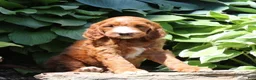 Irish Doodle dogs for sale: Rex - Ad 2