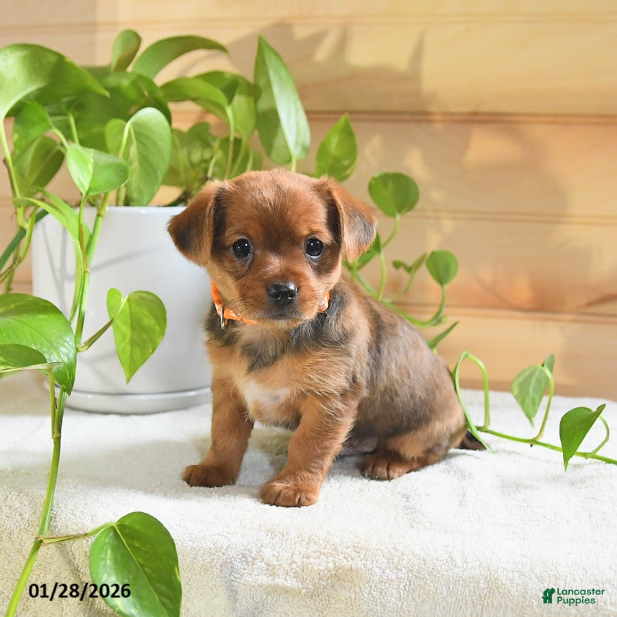 Shorkie dogs Ozzy - Ad 25