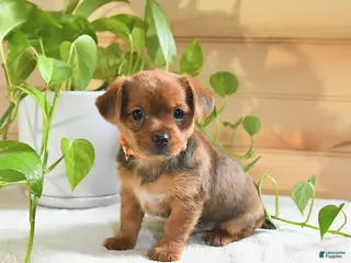 Shorkie dogs Ozzy - Ad 25