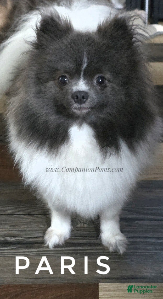 Pomeranian dogs Paris - Blue White Parti - Young Adult - Ad 2