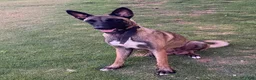 Belgian Malinois dogs for sale: Belgian Malinois 5 (Neo) - Ad 6
