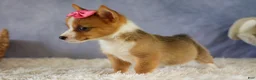 Welsh Corgi Pembroke dogs for sale: Yara ❤️ - Ad 9