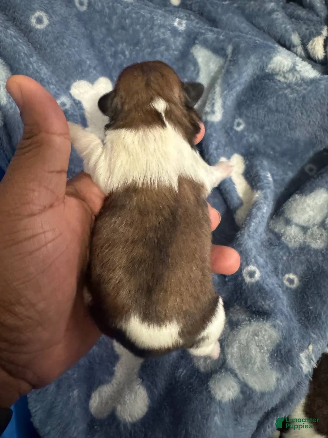 Shih Tzu dogs for sale: BRUNO - Ad 2