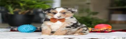 Australian Shepherd dogs for sale: Freckles - Ad 1