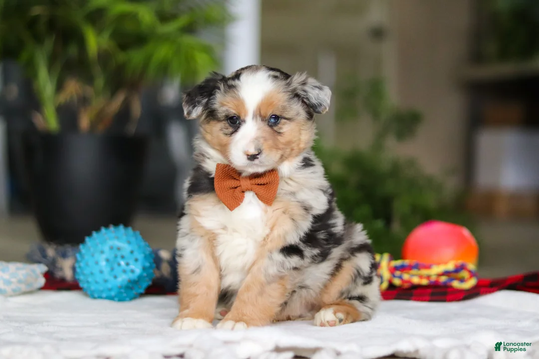 Australian Shepherd dogs for sale: Freckles - Ad 1