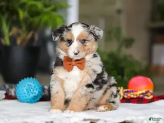 Australian Shepherd dogs for sale: Freckles - Ad 3