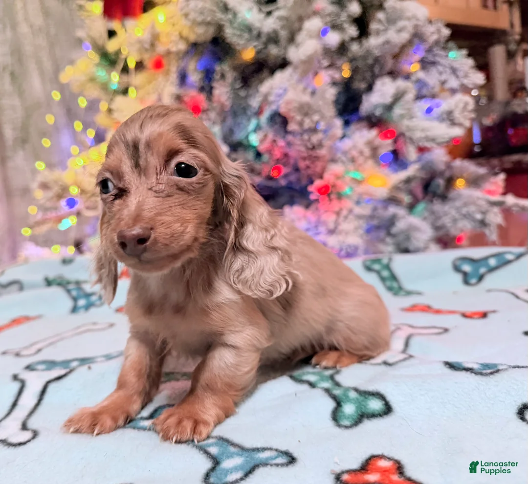 Miniature Dachshund dogs for sale: Bright blue eye - Ad 28