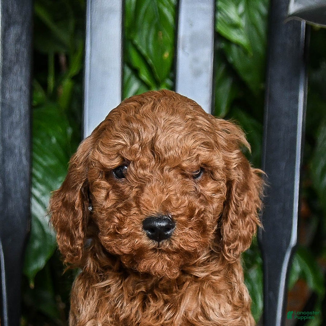 Cavapoo dogs for sale: Blue - Ad 5