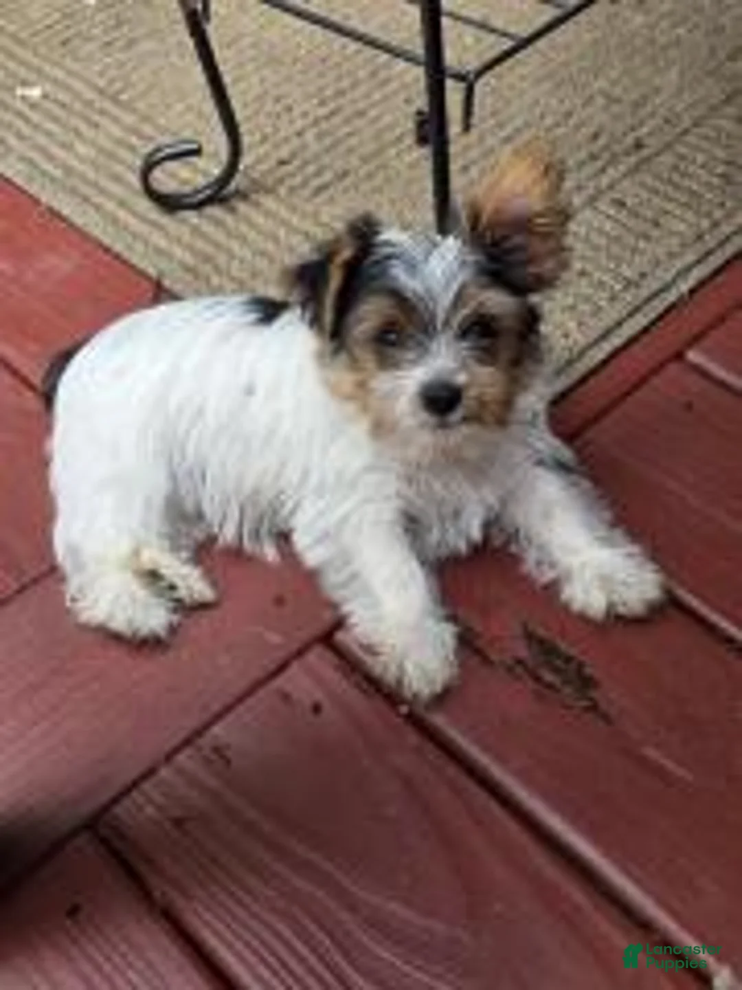 Yorkshire Terrier dogs for sale: Artemis (Artie) - Ad 2